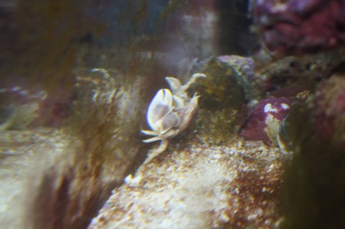 Anemone Crab