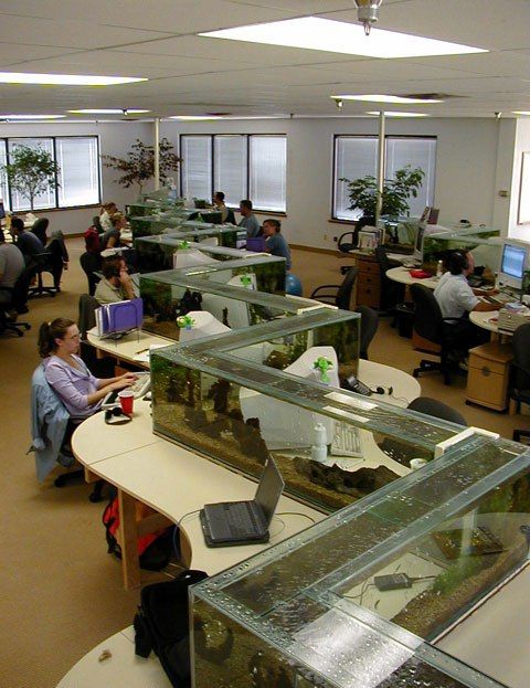 Office Aquarium