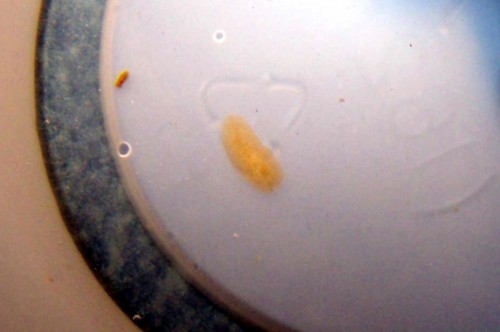 Acropora-Eating Flatworm