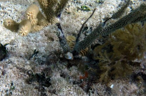 Sea Slug Eating Gorgonian