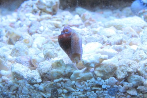 Collumbellid Snail